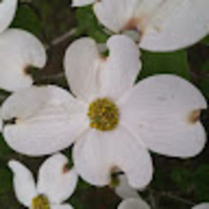 Meet your Posher, Robin